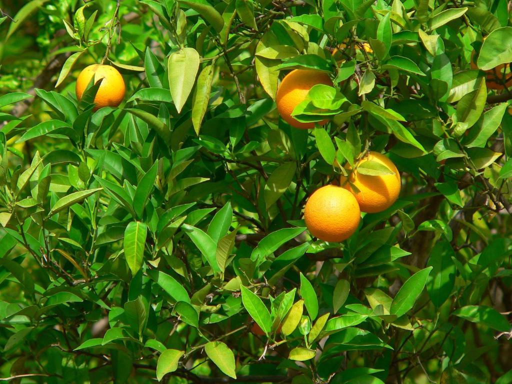 ホテルQuinta Mimosa ローレ 部屋 写真